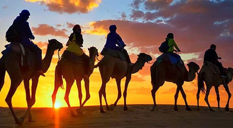 Camel Trekking In Abu Dhabi