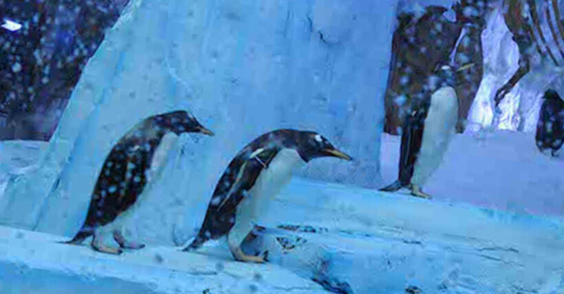 Dubai Aquarium And Penguin Encounter